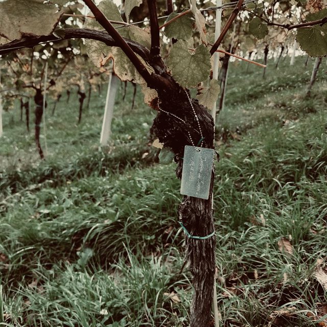 Weingut Holler | AWA 2024 | Foto: Niki Manninger